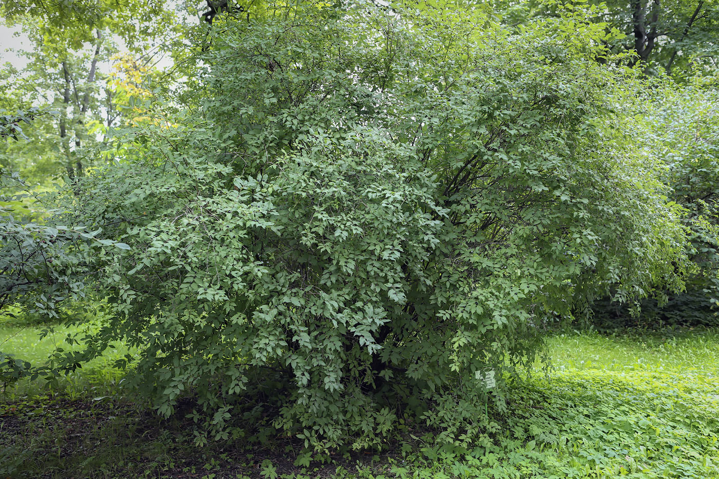 Image of Lonicera orientalis specimen.