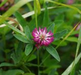 Trifolium medium