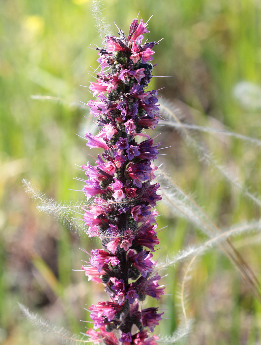 Image of Echium russicum specimen.