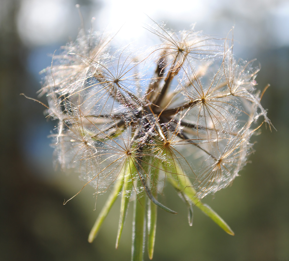 Image of Tragopogon orientalis specimen.