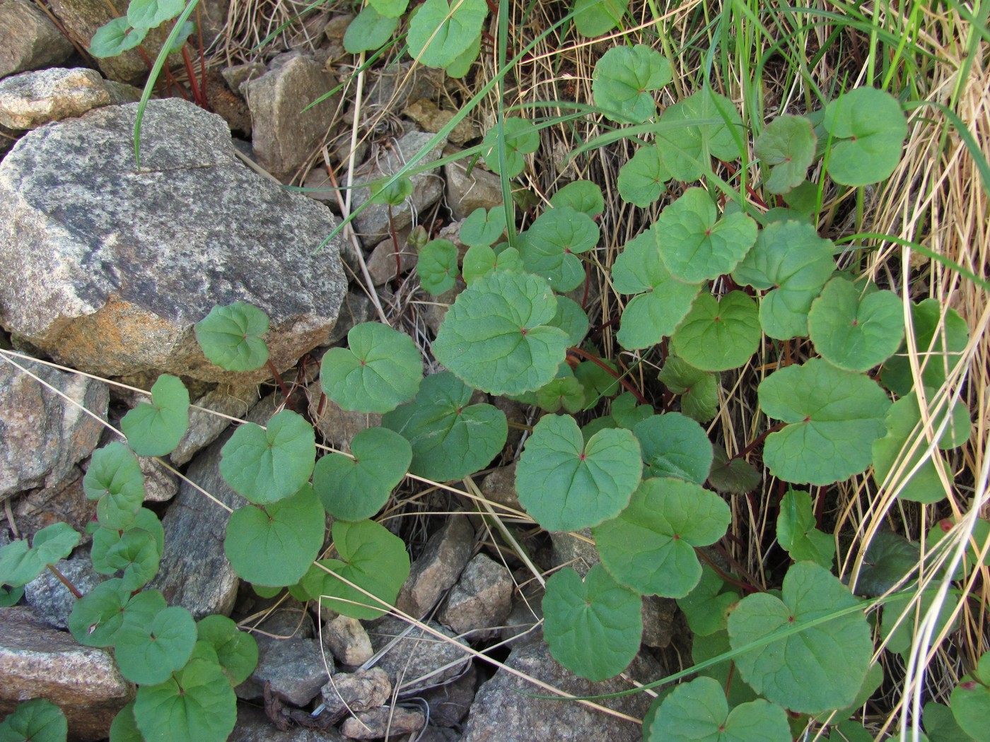 Image of Oxyria digyna specimen.