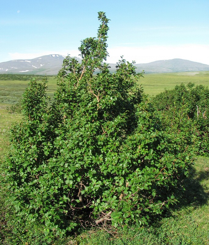 Изображение особи Duschekia fruticosa.