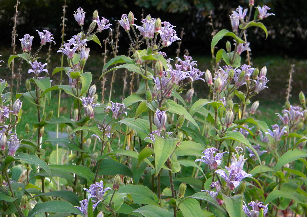 Изображение особи Tricyrtis hirta.