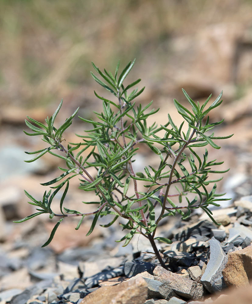 Image of Satureja hortensis specimen.