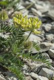 Oxytropis pilosa