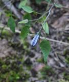 Campanula rotundifolia