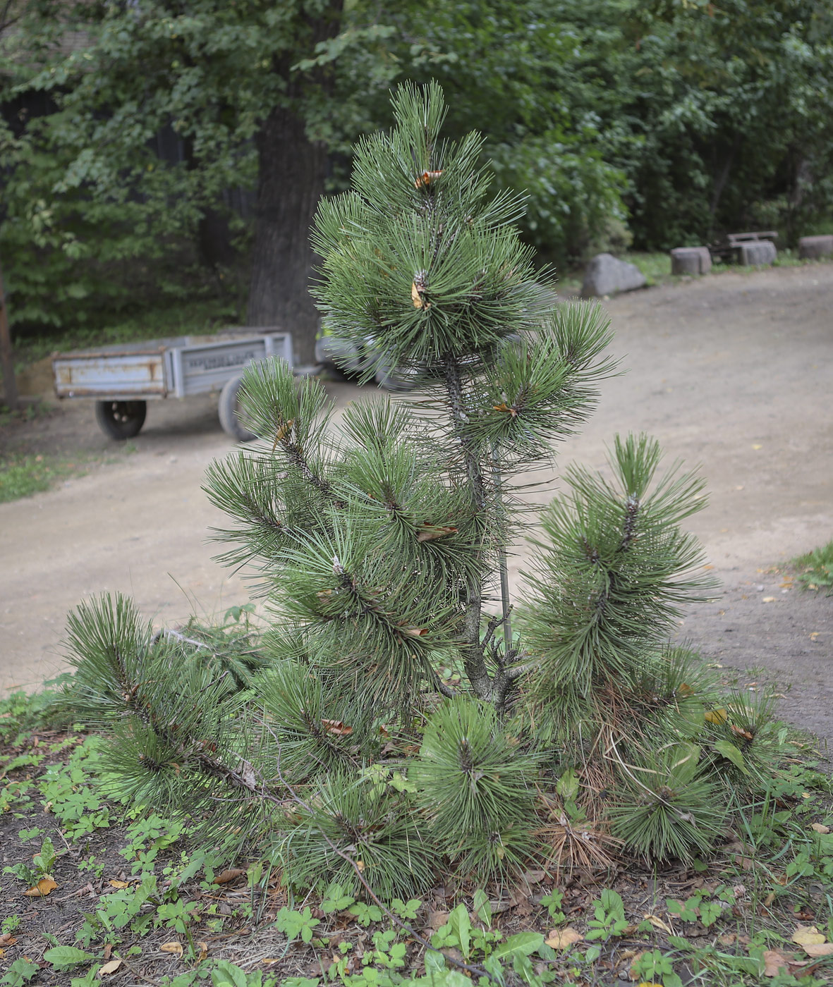 Изображение особи Pinus leucodermis.