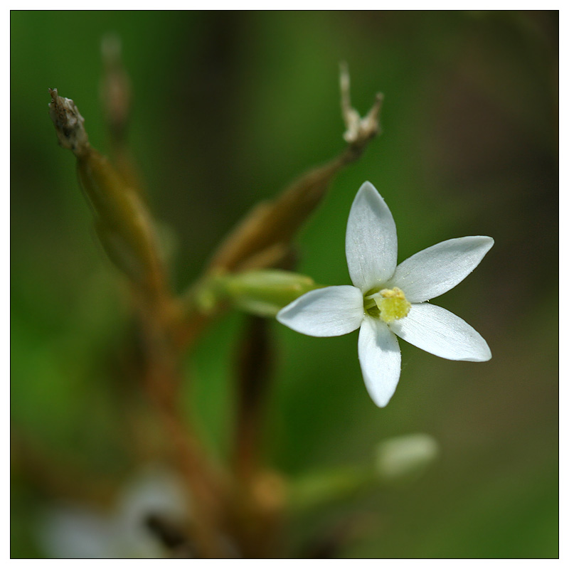 Image of Centaurium meyeri specimen.