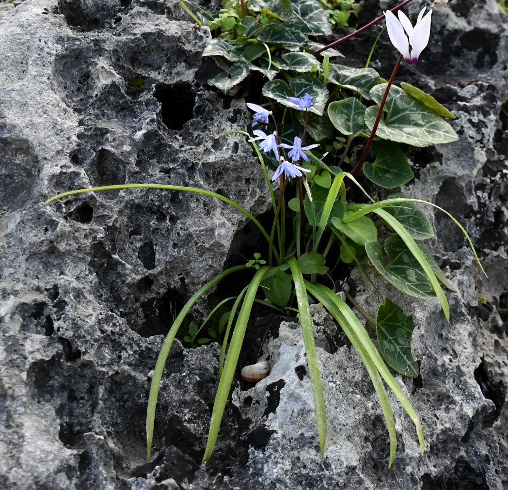 Изображение особи Scilla morrisii.