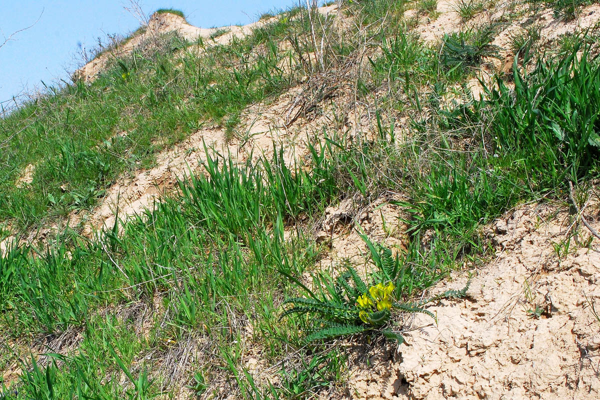 Image of Astragalus macronyx specimen.