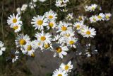 genus Pyrethrum. Соцветия. Республика Дагестан, Ахтынский р-н, с. Гдым, пойма р. Гдымчай, каменисто-песчанный участок. 16.07.2022.