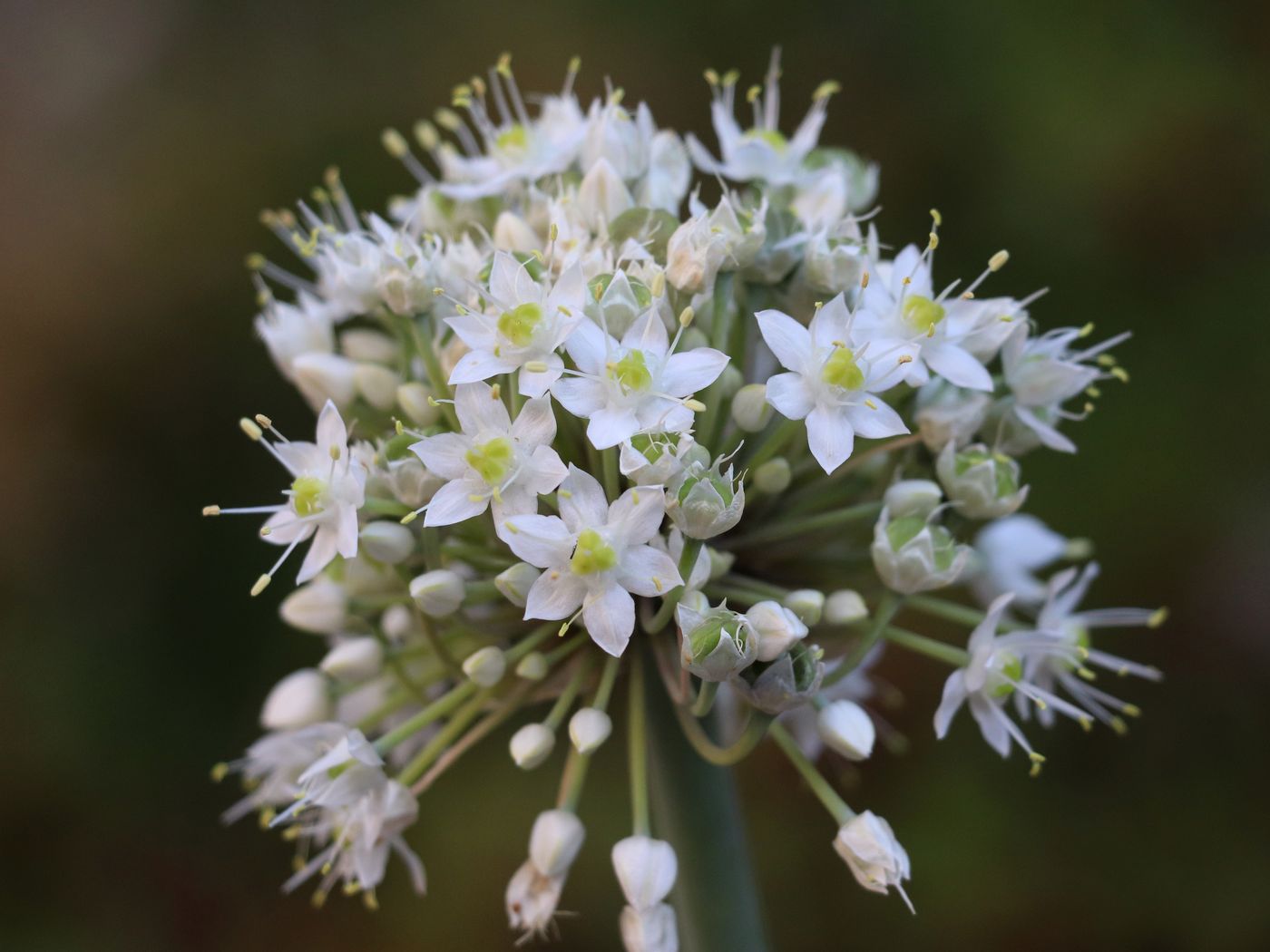 Image of Allium pskemense specimen.