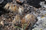 Anisantha tectorum