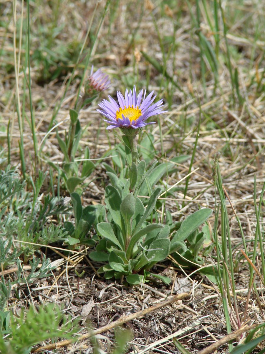 Изображение особи Aster alpinus.