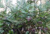 Cephalotaxus variety drupacea