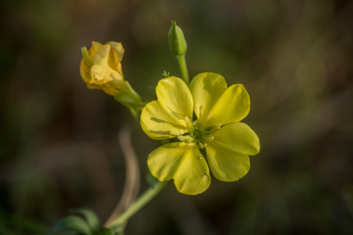 Image of genus Oenothera specimen.