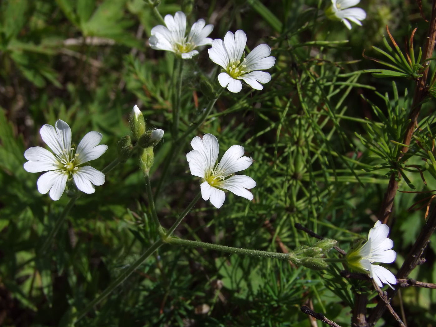 Image of Cerastium arvense specimen.