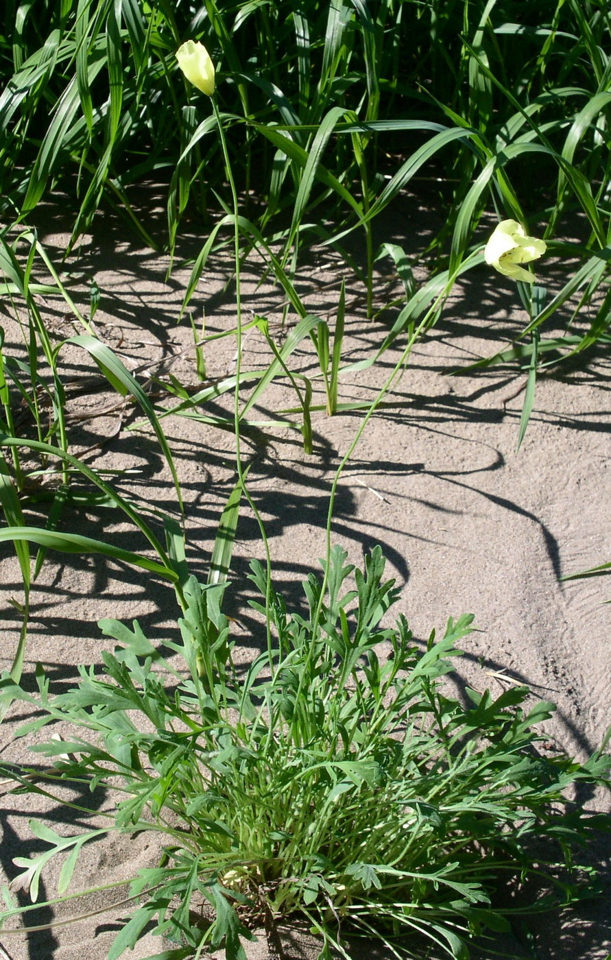 Изображение особи Papaver nudicaule.