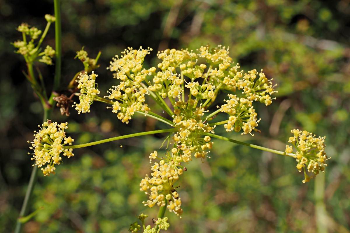 Изображение особи Peucedanum longifolium.