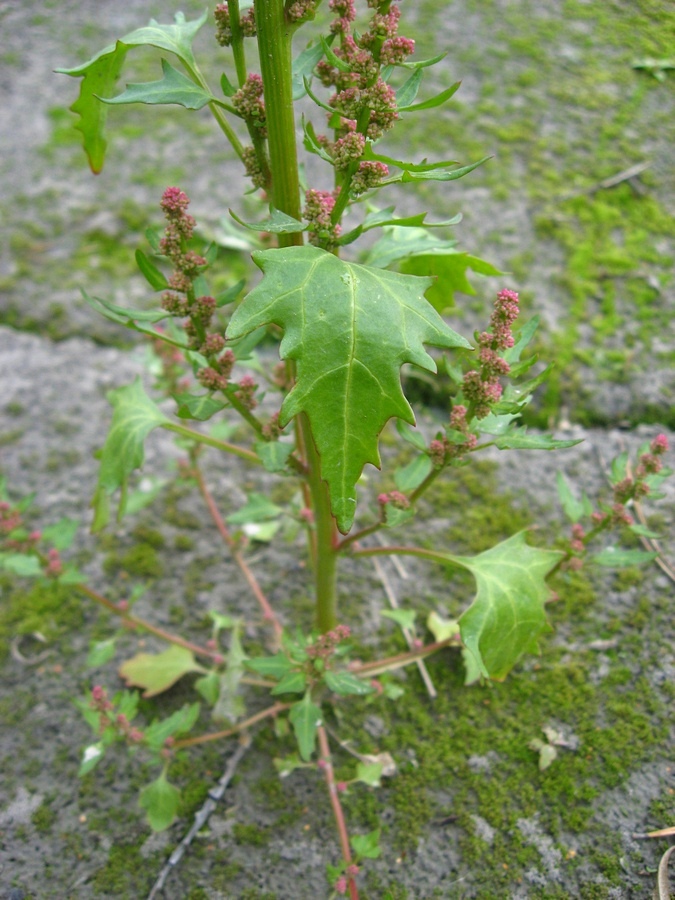 Image of Oxybasis rubra specimen.