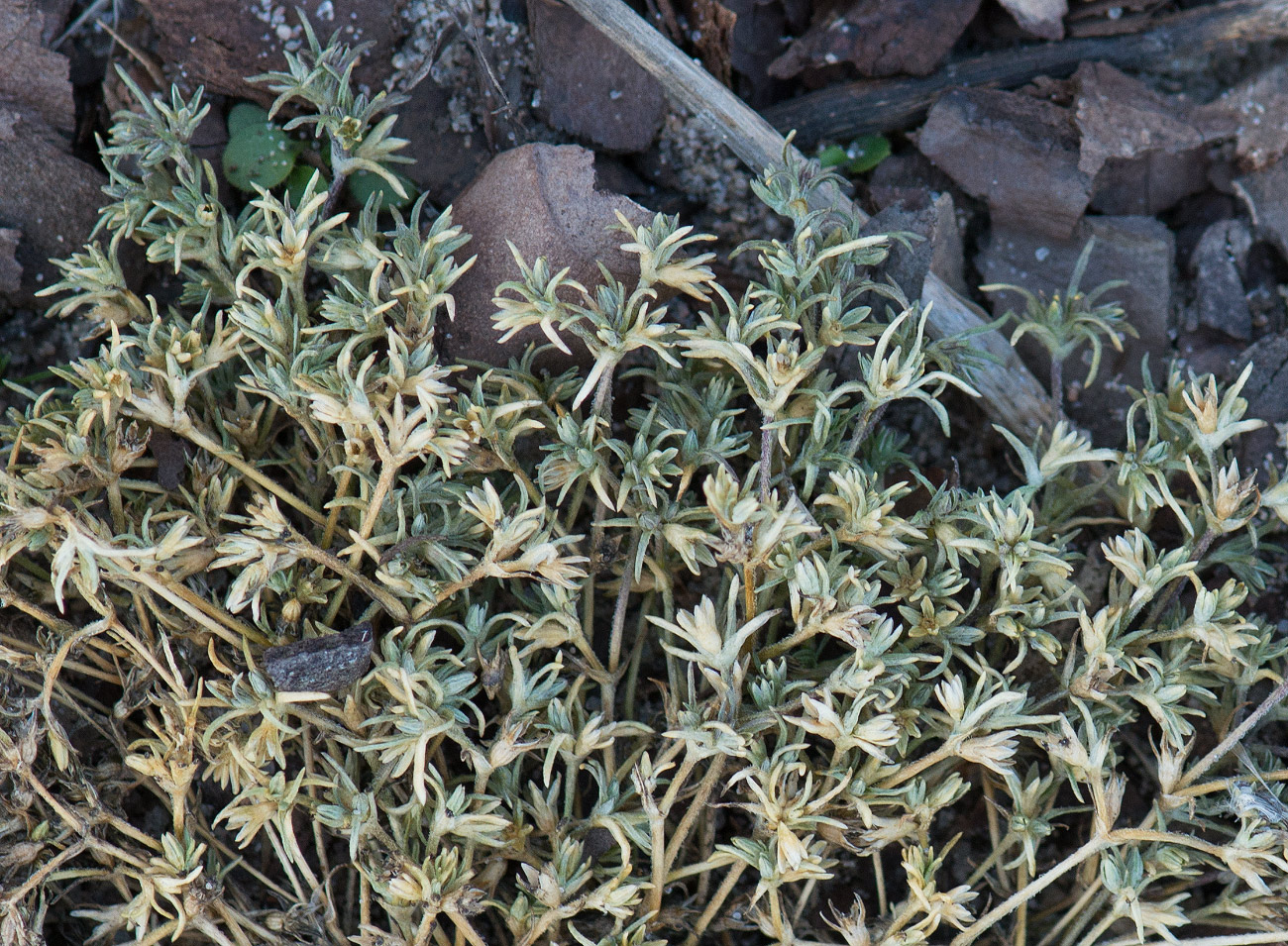 Image of Scleranthus annuus specimen.