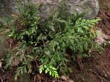 Asplenium × souchei. Взрослое растение. Южный Берег Крыма, гора Аю-Даг. 3 января 2011 г.