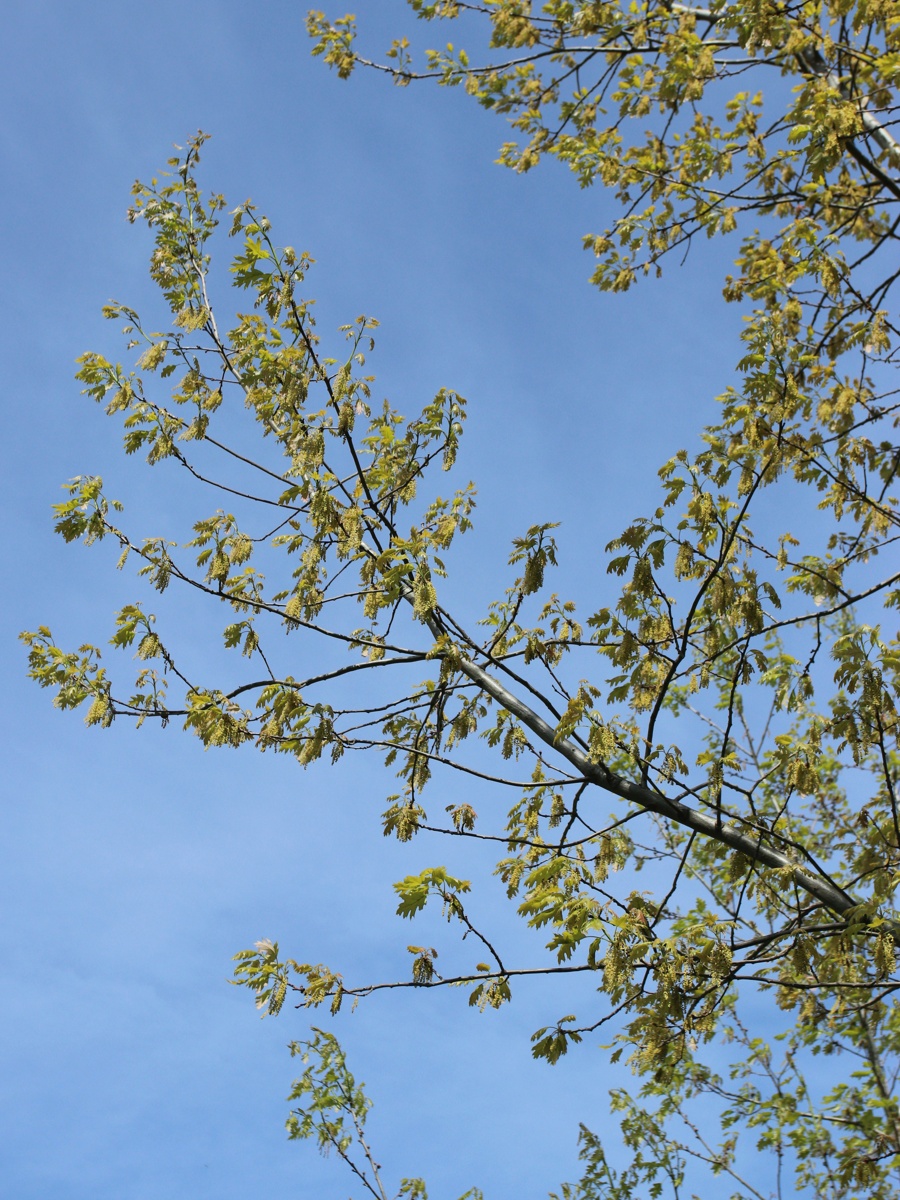 Image of Quercus rubra specimen.