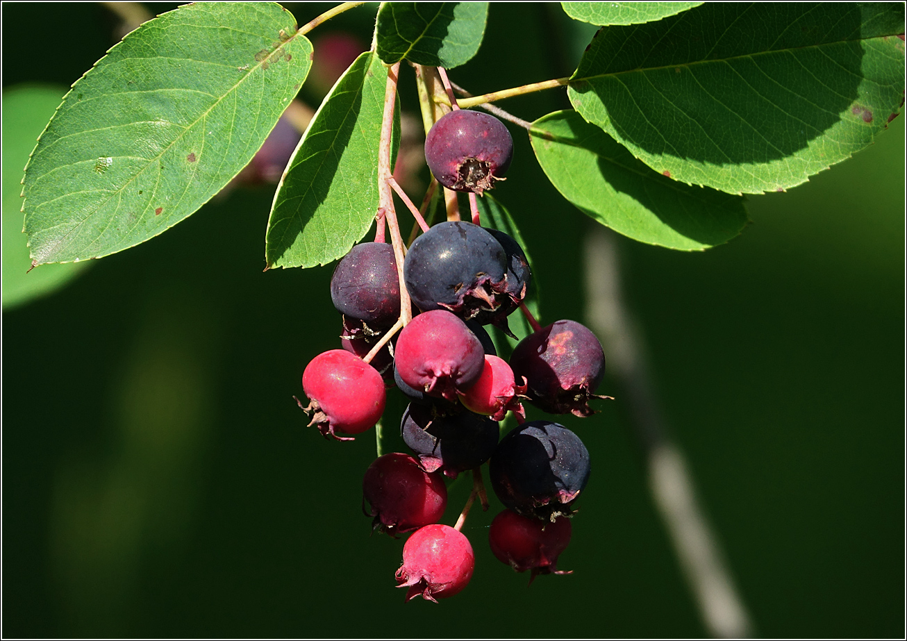 Изображение особи Amelanchier spicata.