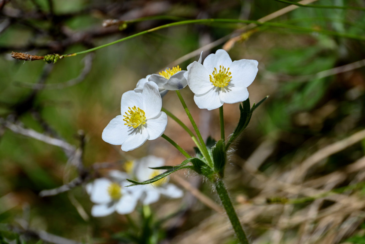 Image of Anemonastrum crinitum specimen.