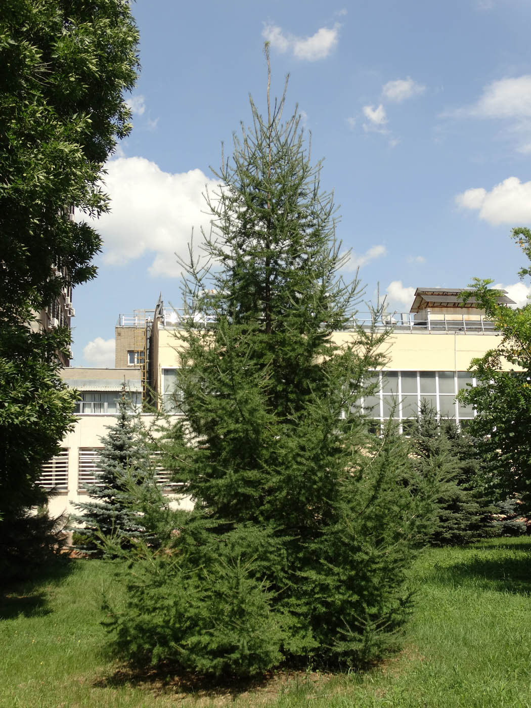 Image of genus Larix specimen.