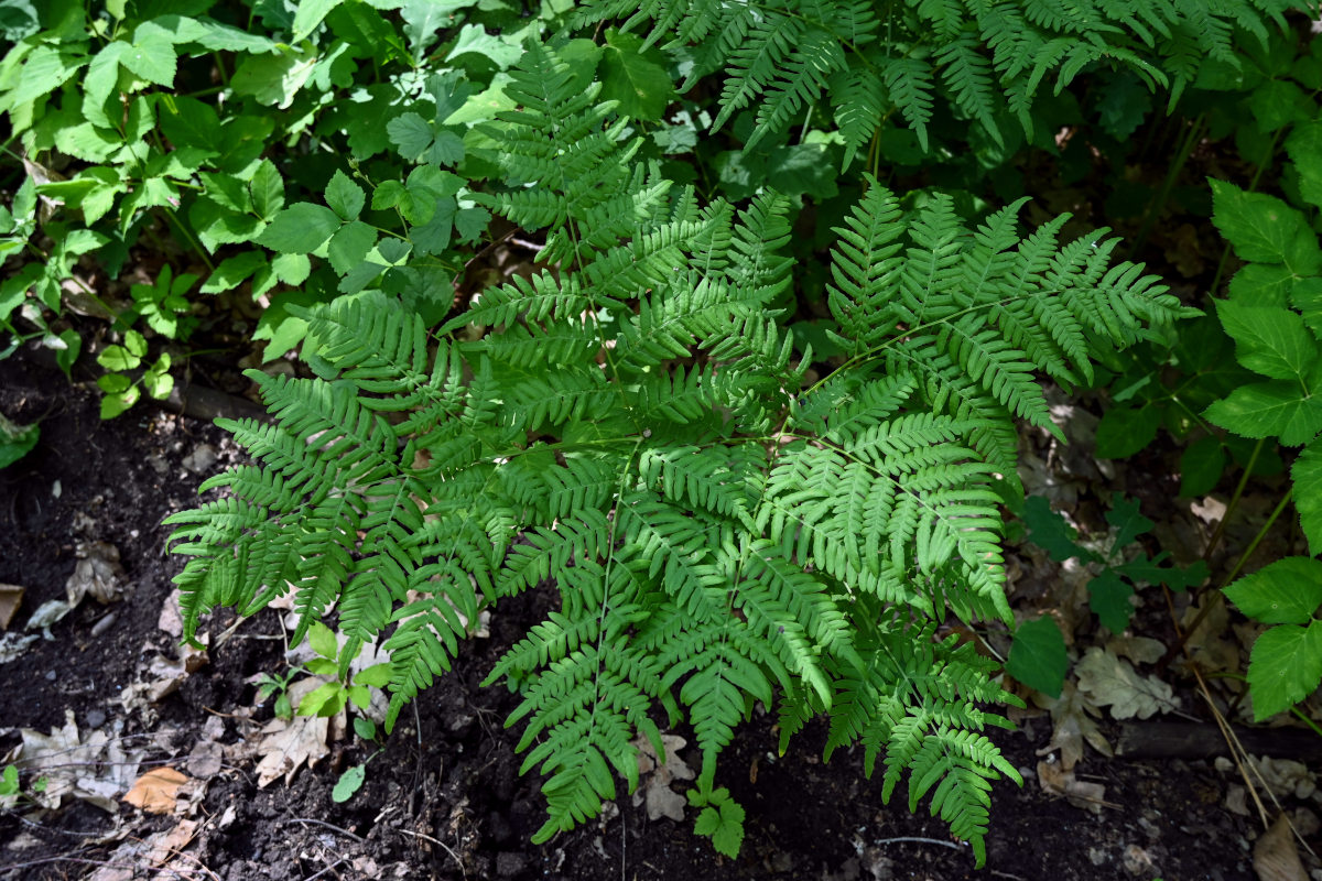 Image of Pteridium pinetorum specimen.