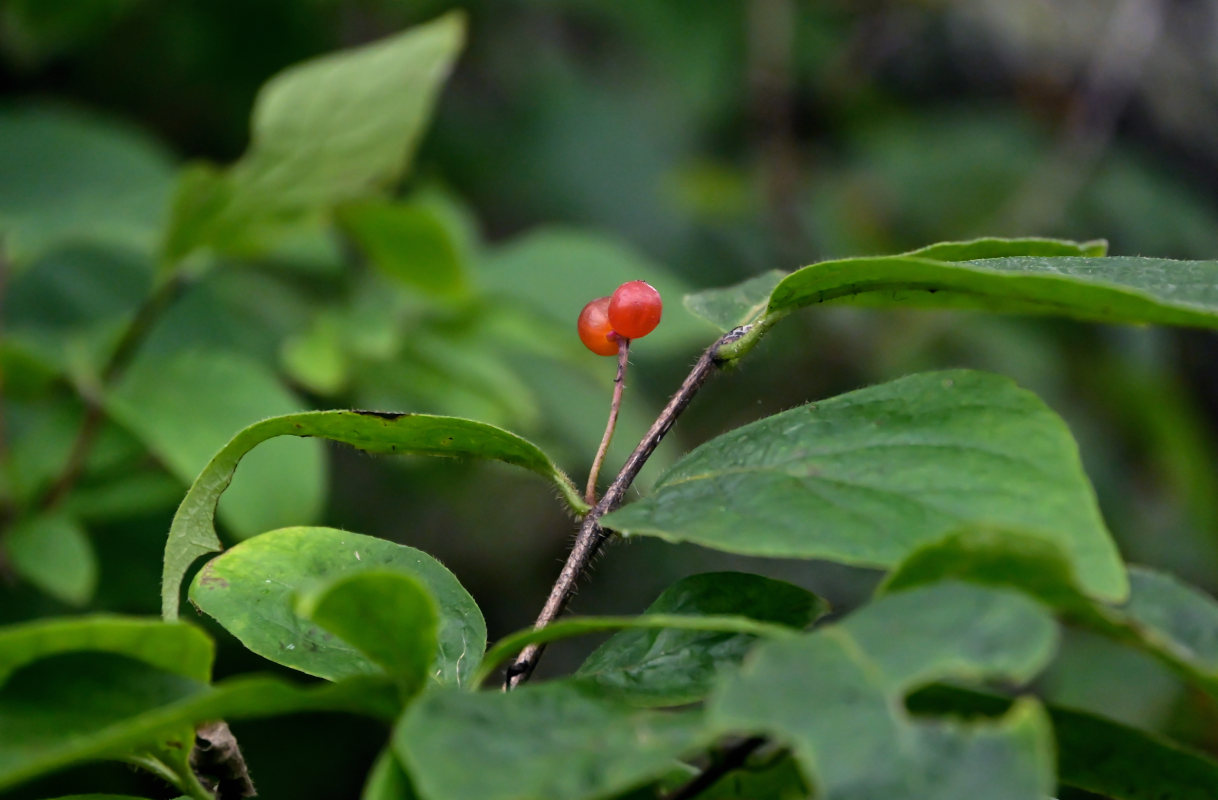 Изображение особи Lonicera chrysantha.