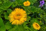 Inula orientalis. Соцветие-корзинка. Карачаево-Черкесия, Карачаевский р-н, Большой Кавказ, правый борт ущелья Кичкинекол в р-не тропы подъёма на Поляну крокусов, ≈ 2320 м н.у.м., субальпийский луг. 22.07.2023.