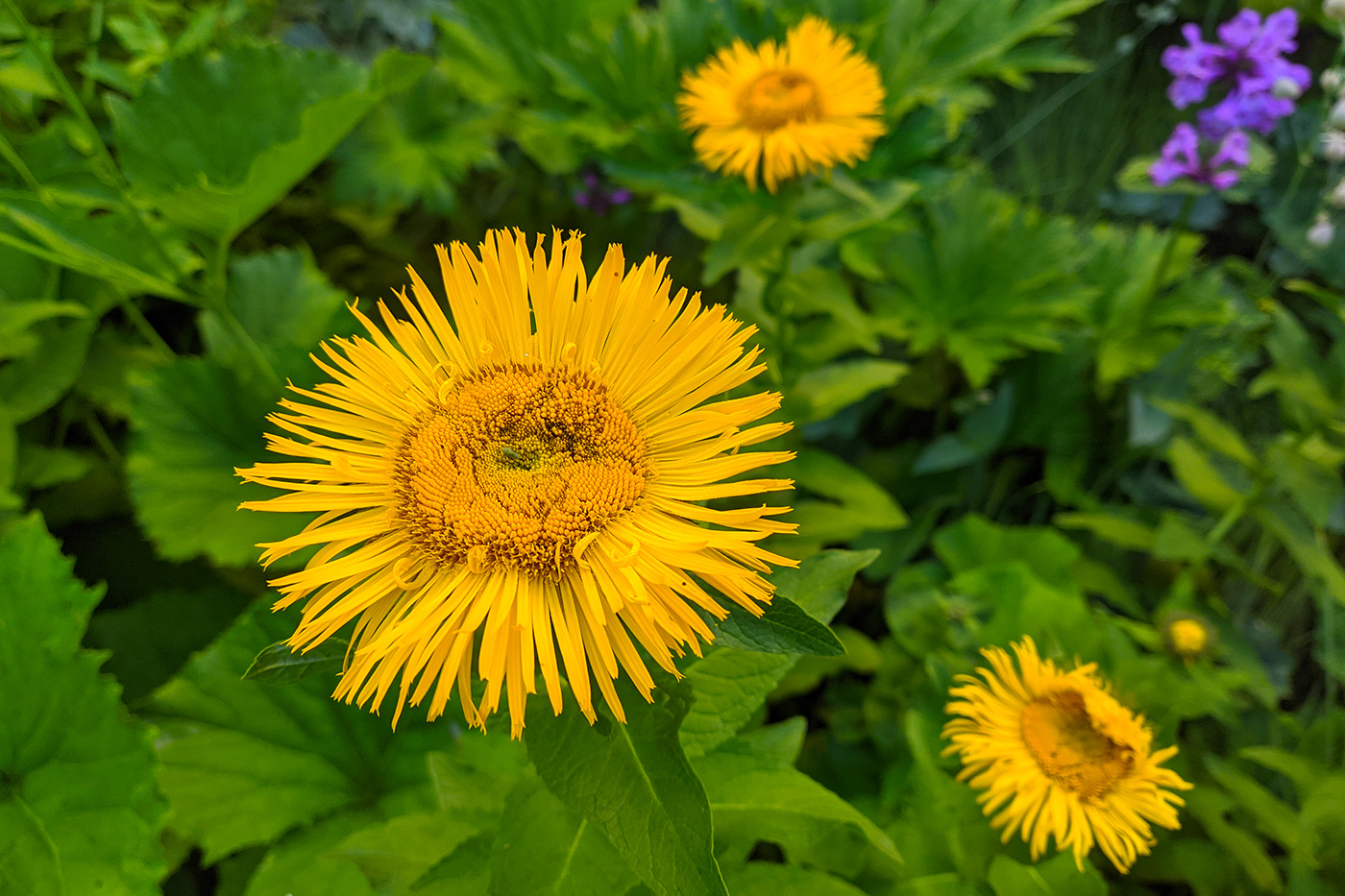 Изображение особи Inula orientalis.