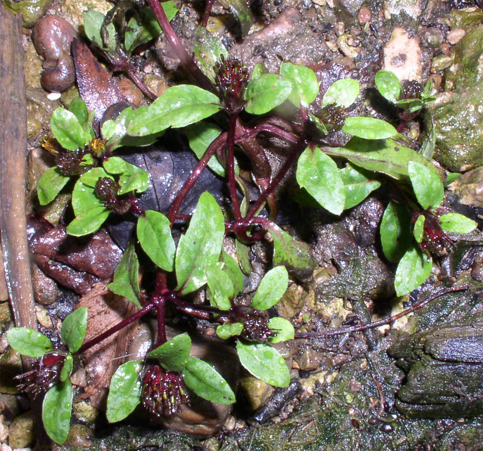 Image of Bidens &times; garumnae specimen.