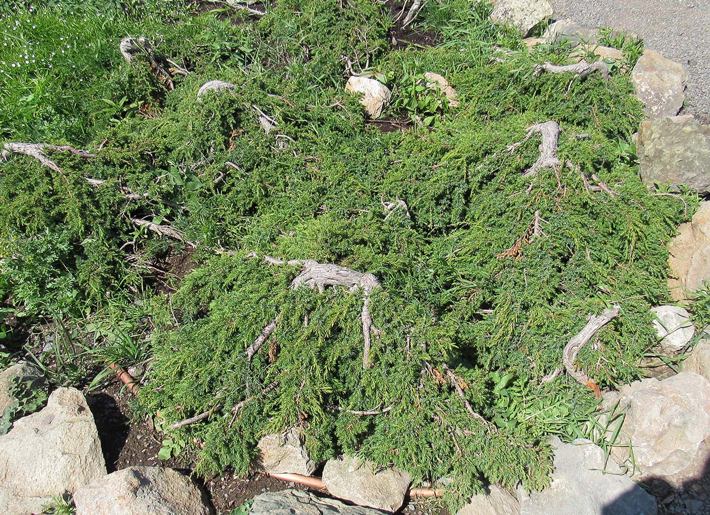 Изображение особи род Juniperus.