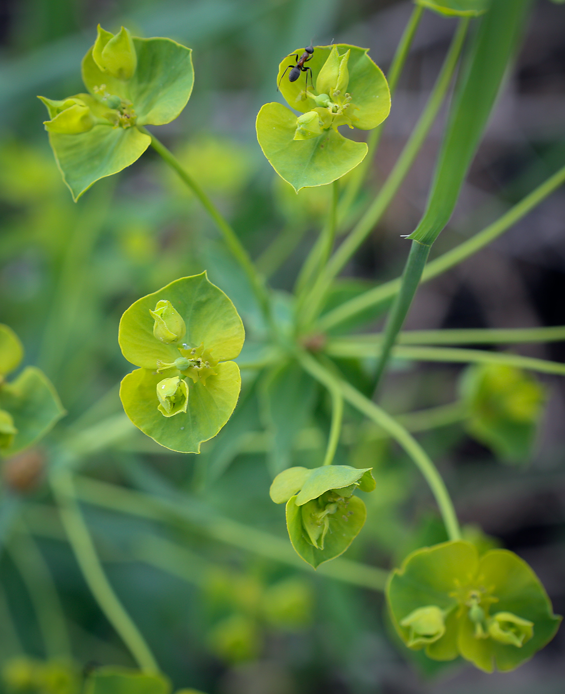 Image of Euphorbia virgata specimen.