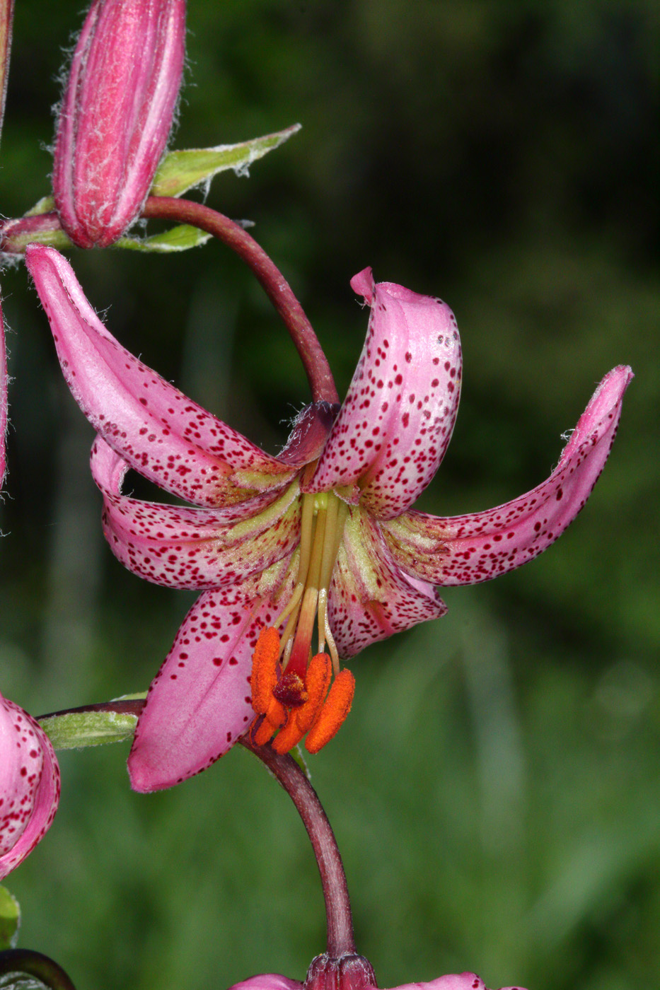 Image of Lilium pilosiusculum specimen.