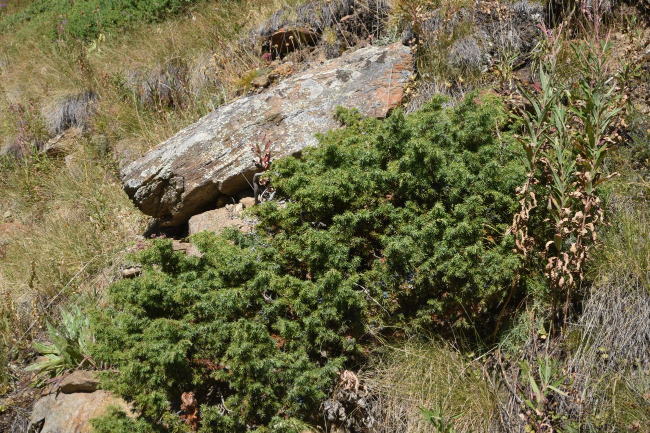 Image of genus Juniperus specimen.