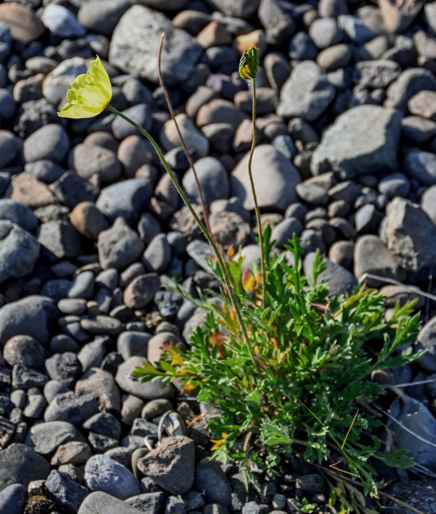 Image of genus Papaver specimen.