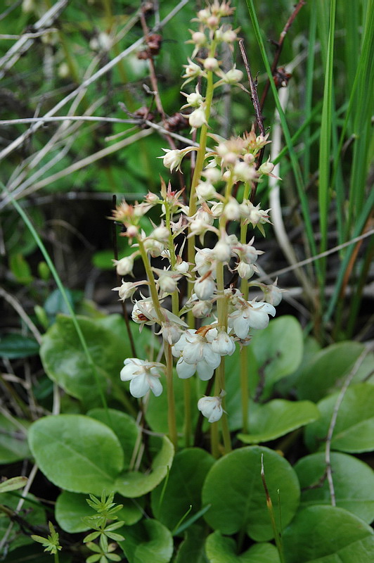 Изображение особи Pyrola rotundifolia.