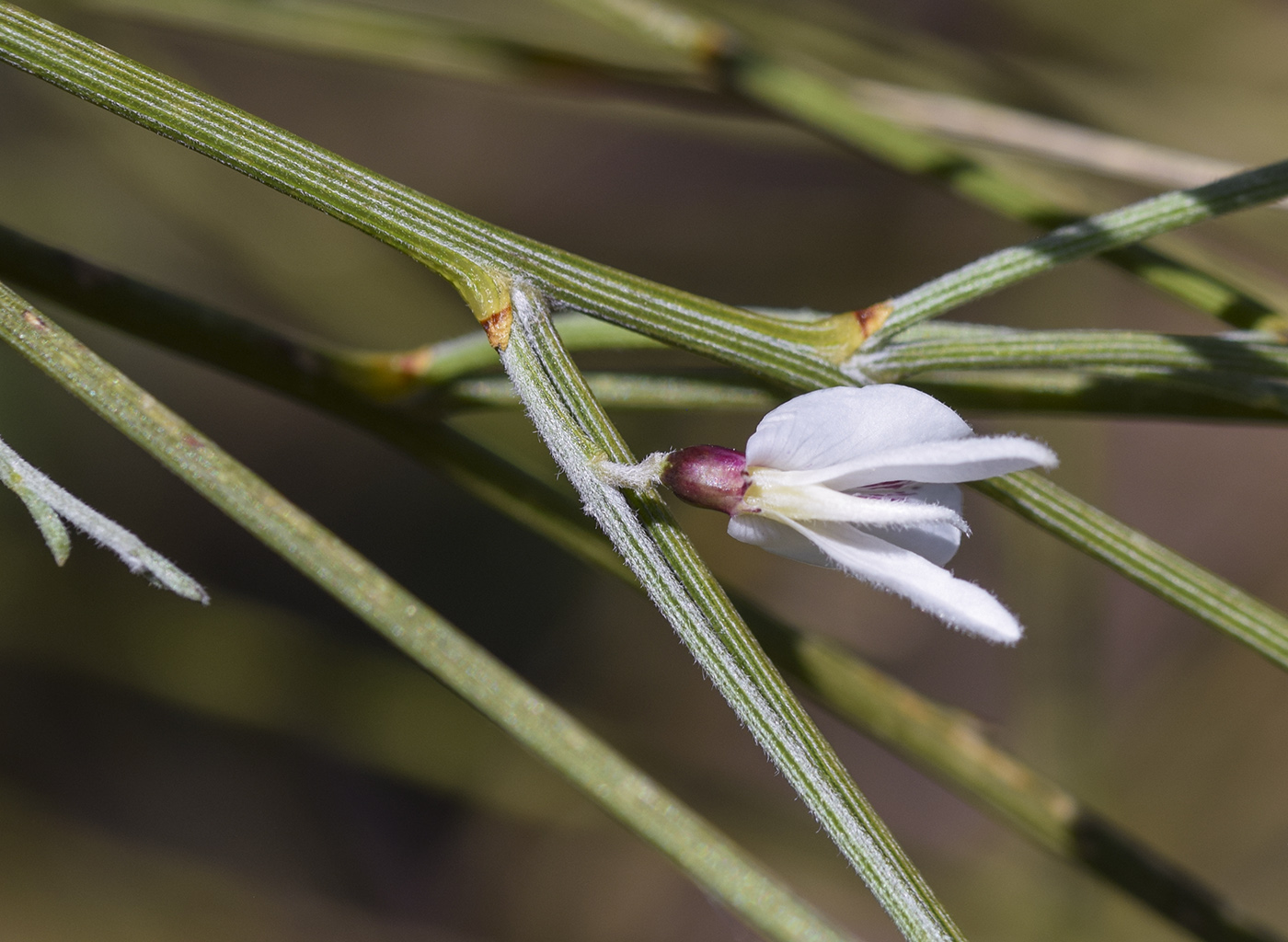 Image of Retama monosperma specimen.