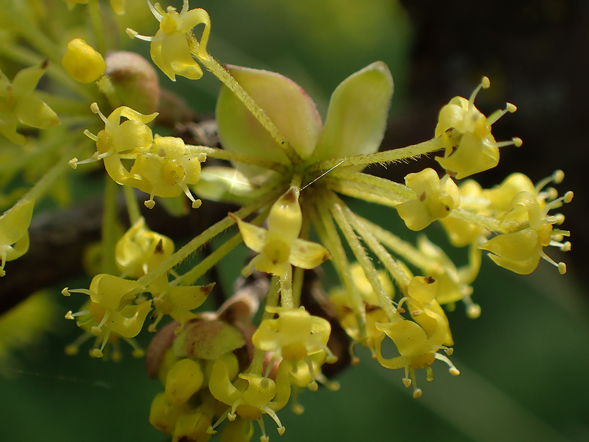 Image of Cornus mas specimen.