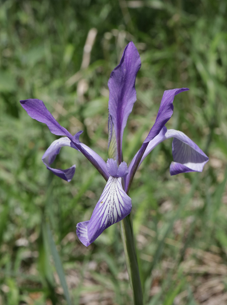 Изображение особи Iris pallasii.