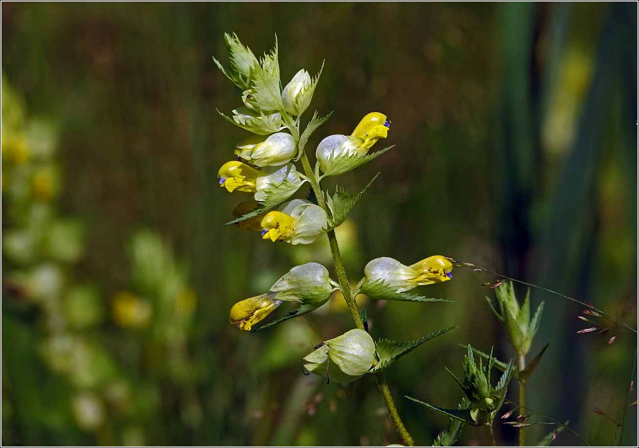 Image of Rhinanthus aestivalis specimen.