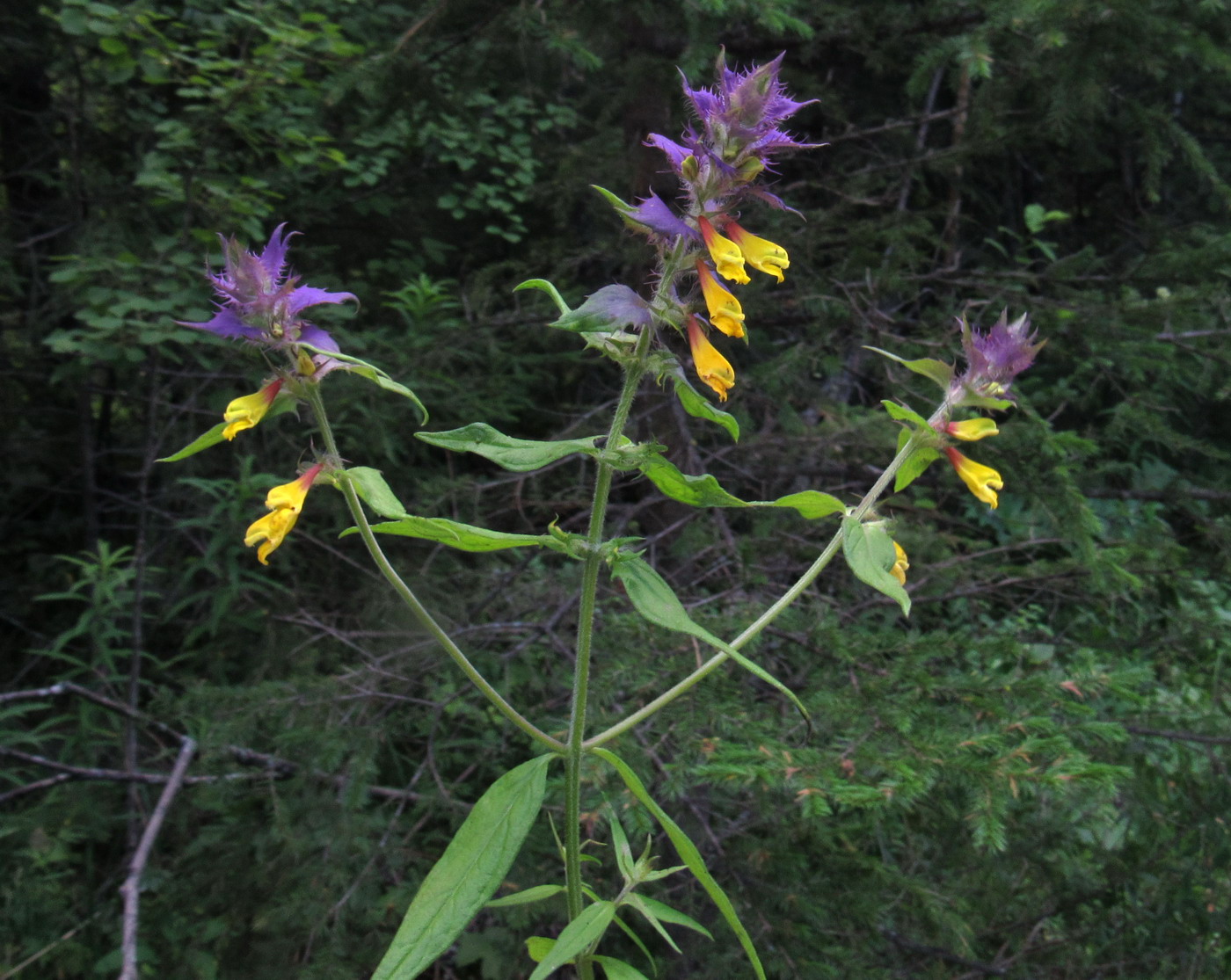 Изображение особи Melampyrum nemorosum.