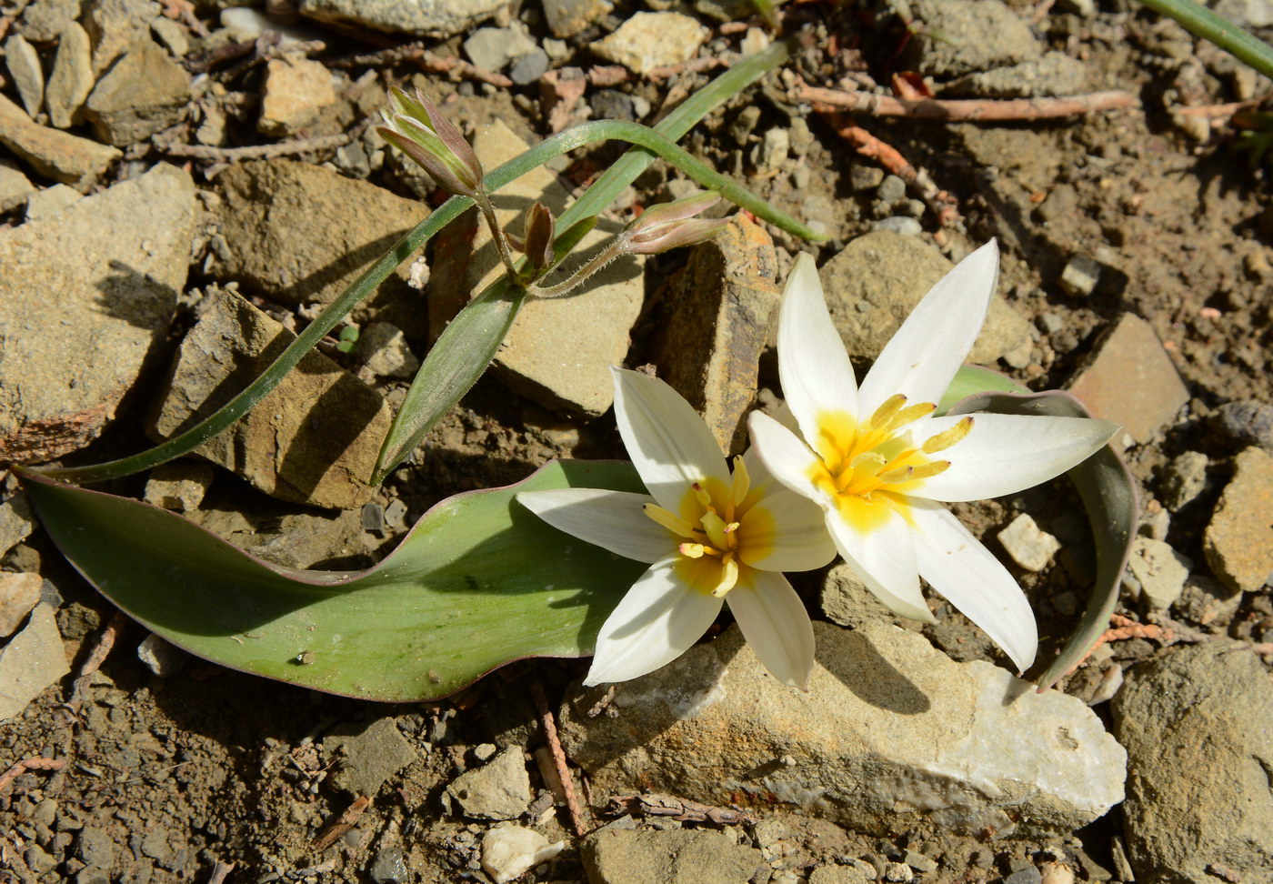 Изображение особи Tulipa jacquesii.