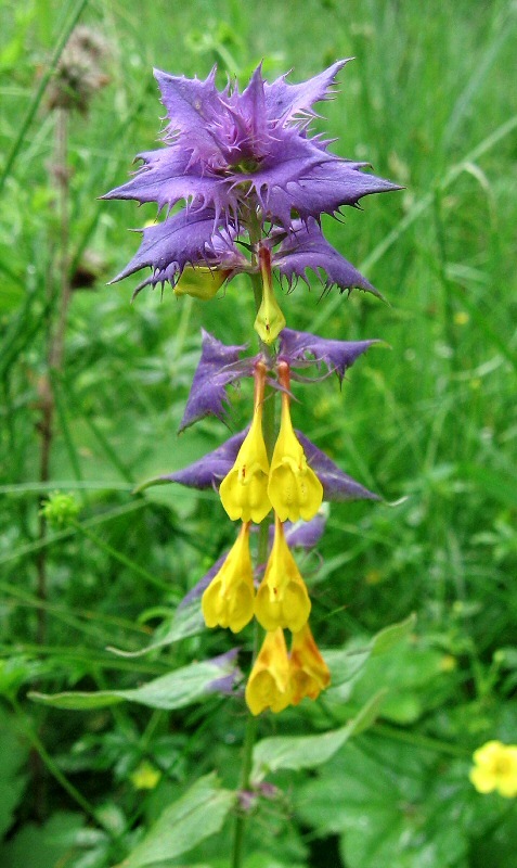 Image of Melampyrum nemorosum specimen.