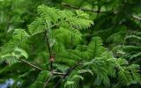 Metasequoia glyptostroboides. Верхушка ветви. Китай, провинция Хунань, национальный парк \"Чжанцзяцзе\", опушка смешанного леса. 06.06.2024.