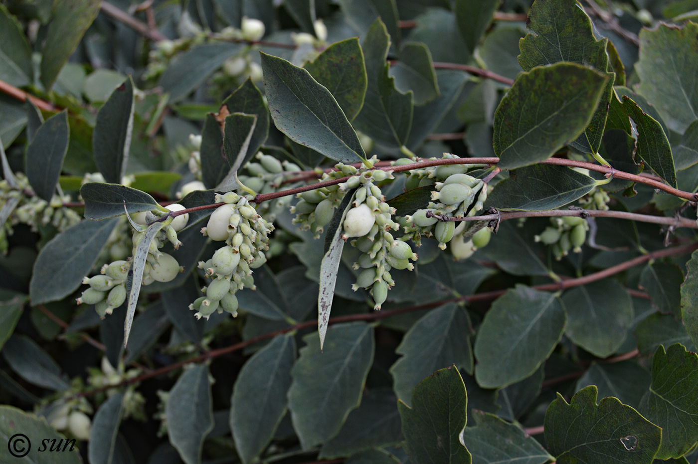 Image of Symphoricarpos albus var. laevigatus specimen.